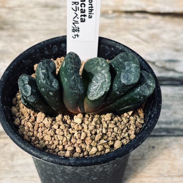 多肉植物：ハオルチア 玉扇 R（ラベル落ち）*幅6cm | サボテン＆多肉