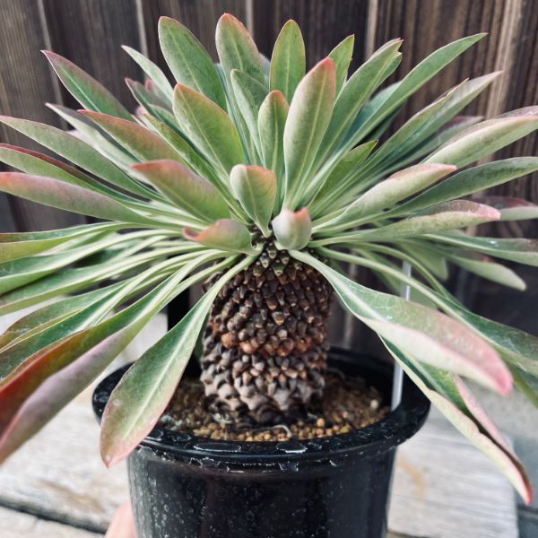 ¿����ʪ���桼�ե���ӥ���Ŵ�ô�*������4.5���