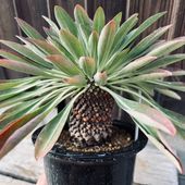 ¿����ʪ���桼�ե���ӥ���Ŵ�ô�*������4.5���