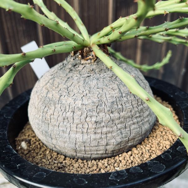 コーデックス：ユーフォルビア デシドゥア 蓬莱島*塊根幅10.5cm 現品