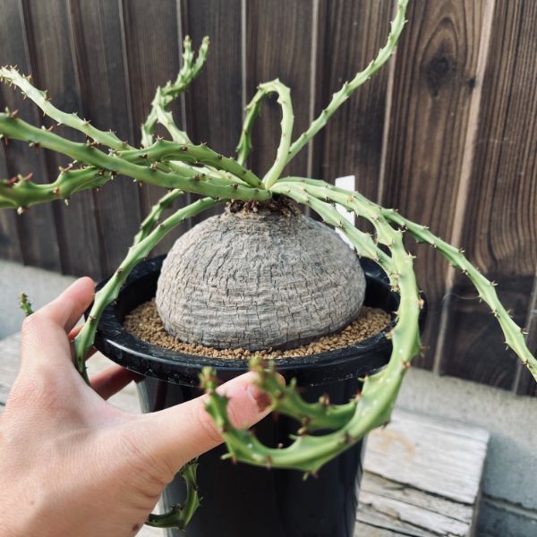 コーデックス：ユーフォルビア デシドゥア 蓬莱島*塊根幅10.5cm 現品