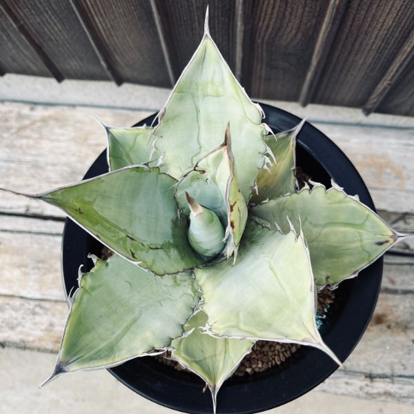 ユ9166 「多肉植物」アガベ チタノタ ホワイトアイス【畑に地植え株・Agave titanota \'White Ice\'】