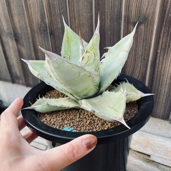 多肉植物：アガベ チタノタ ホワイトアイス*幅20cm 現品！一品限り