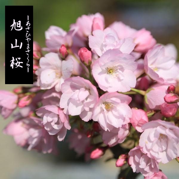 桜盆栽：旭山桜（大）*＜モダン陶器黒深鉢＞一才桜(2024年開花終了
