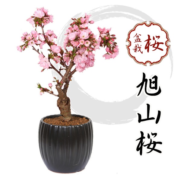 桜盆栽：旭山桜（大）*＜モダン陶器黒深鉢＞一才桜(2024年開花終了