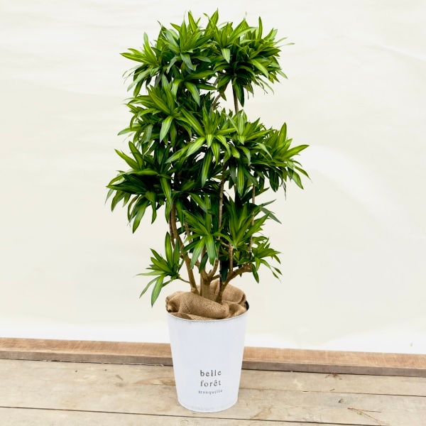 おしゃれ 観葉植物：ドラセナ ソング オブジャマイカ*バケツカバー