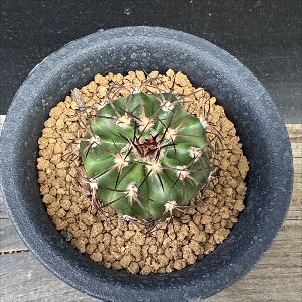 サボテン：ディスコカクタス ギガンティア 実生*幅3.5cm | サボテン