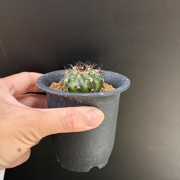 サボテン：ディスコカクタス ギガンティア 実生*幅3.5cm | サボテン