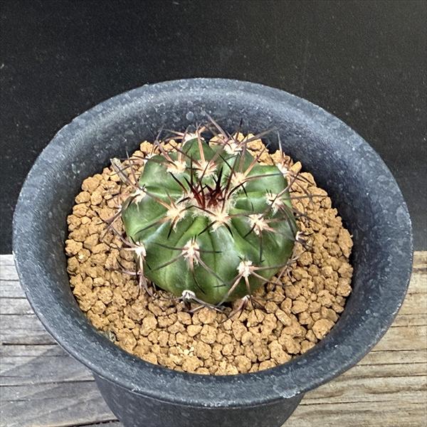 サボテン：ディスコカクタス ギガンティア 実生*幅3.5cm | サボテン