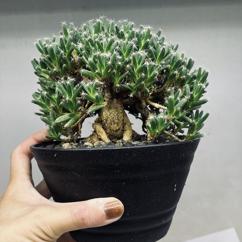 トリコディアデマ 紫晃星 多肉植物 トリコディアデマ 紫晃星 葉幅