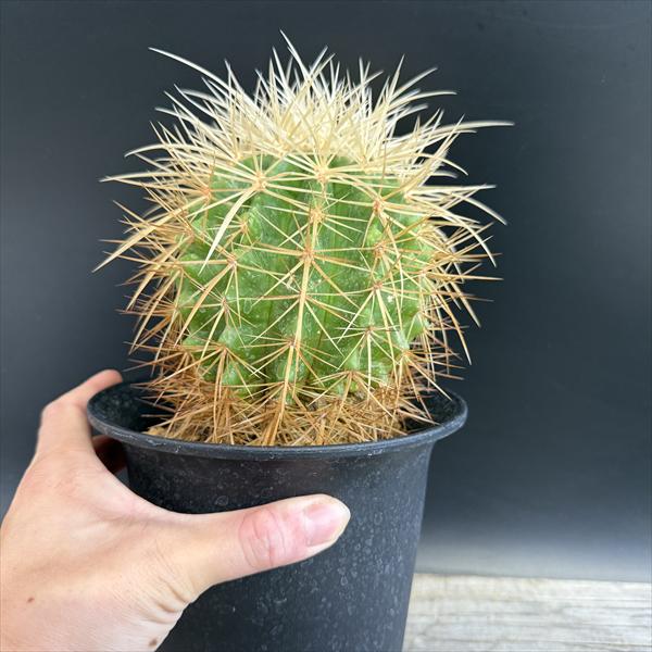 サボテン：エキノカクタス 白刺金鯱*幅10cm 現品！一品限り ※側面に傷