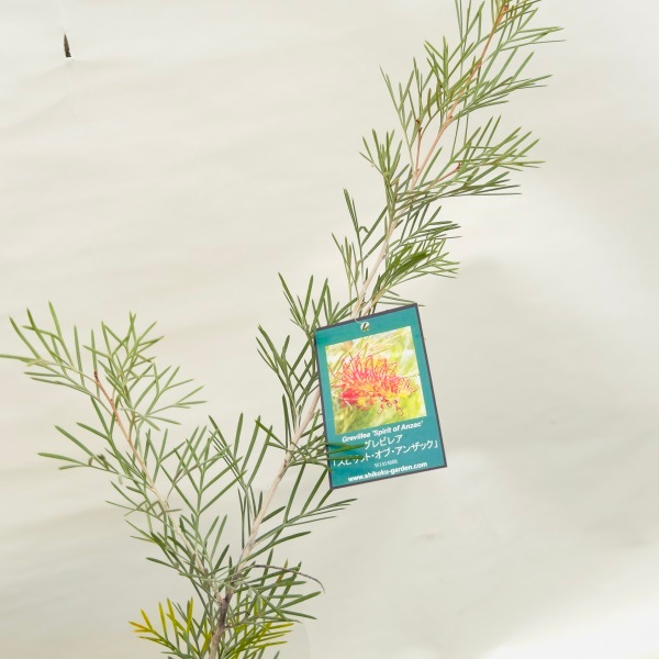 花苗 観葉植物：グレビレア スピリットオブアンザック*5号 Grevillea