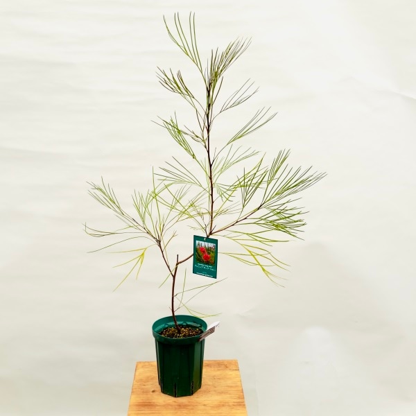 花苗 観葉植物：グレビレア ロングジョン*5号 Grevillea Long John