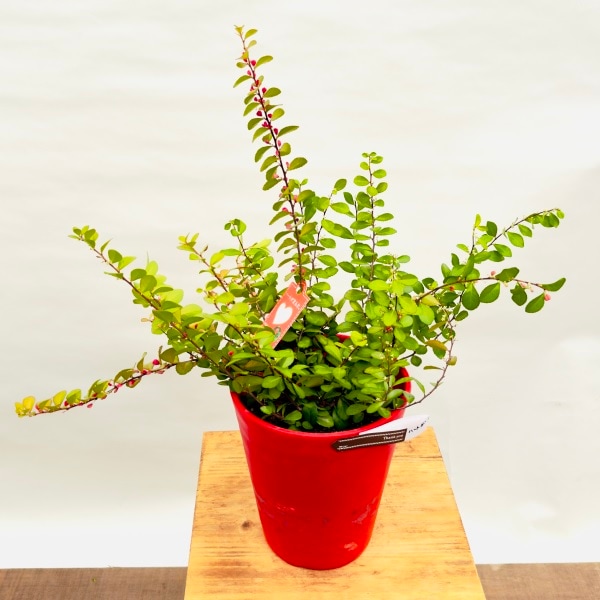 おしゃれ 観葉植物 ハートの成る木：はりつるまさき ハート