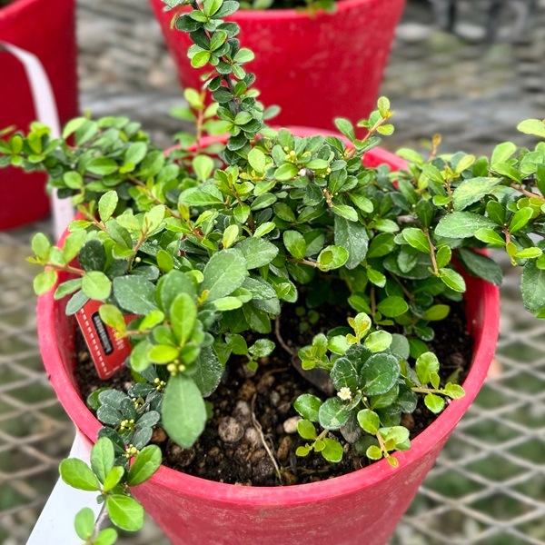 おしゃれ 観葉植物 ハートの成る木：はりつるまさき ハートツリー*6号