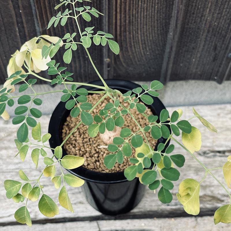 コーデックス：モリンガ オレイフェラ ワサビノキ 実生*葉幅20cm