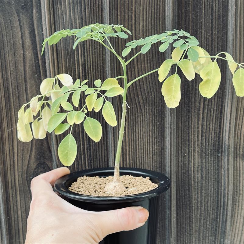 コーデックス：モリンガ オレイフェラ ワサビノキ 実生*葉幅20cm