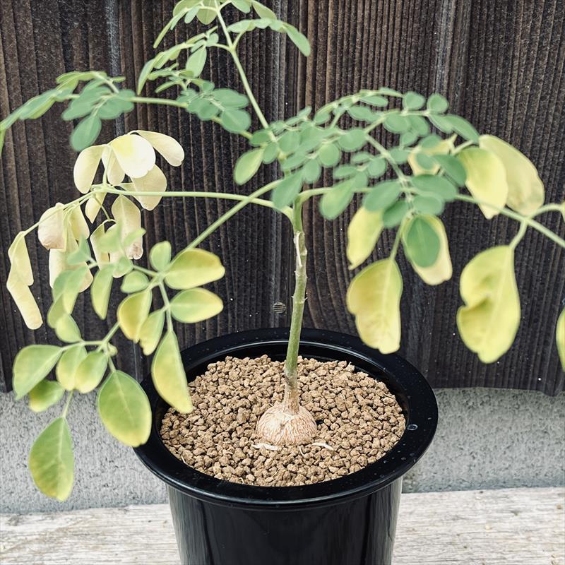 #42 モリンガ　苗木　苗　コーデックス　プロ仕立て 42 モリンガ 苗木 苗 コーデックス プロ仕立て 44 モリンガ 苗木 苗