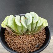 ¿����ʪ���ϥ���������������*��8���