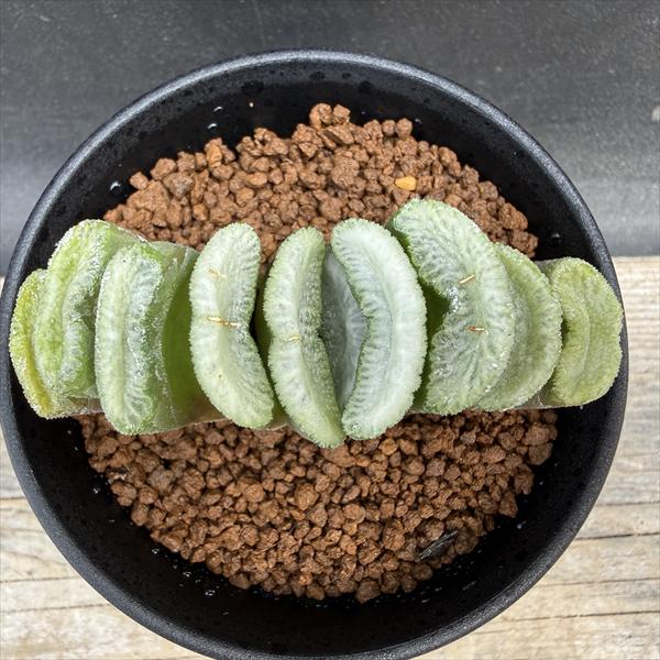 多肉植物：ハオルチア 緑窓玉扇*幅8cm | サボテン＆多肉植物,多肉