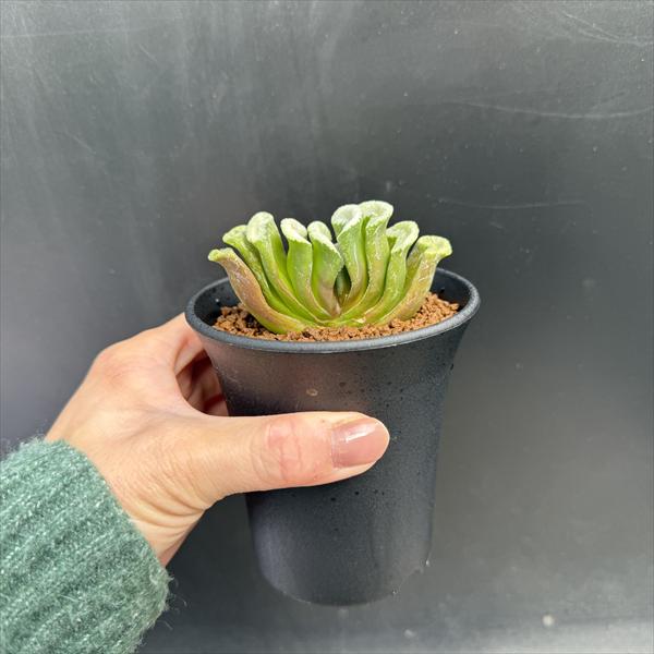 多肉植物：ハオルチア E09 多肉植物 ハオルチア ハオルシア 氷玉鸞