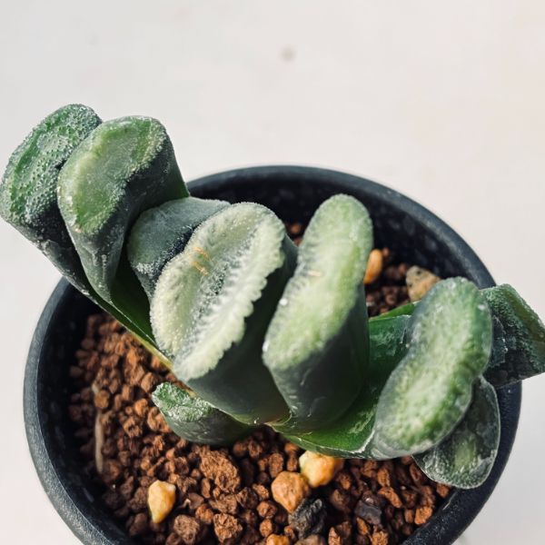 多肉植物 ハオルチア 蛙玉 03 ハオルシア玉緑 | 多肉植物デイジー