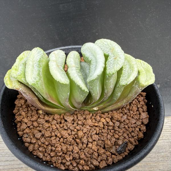 多肉植物：ハオルチア 緑窓玉扇*幅8cm | サボテン＆多肉植物,多肉