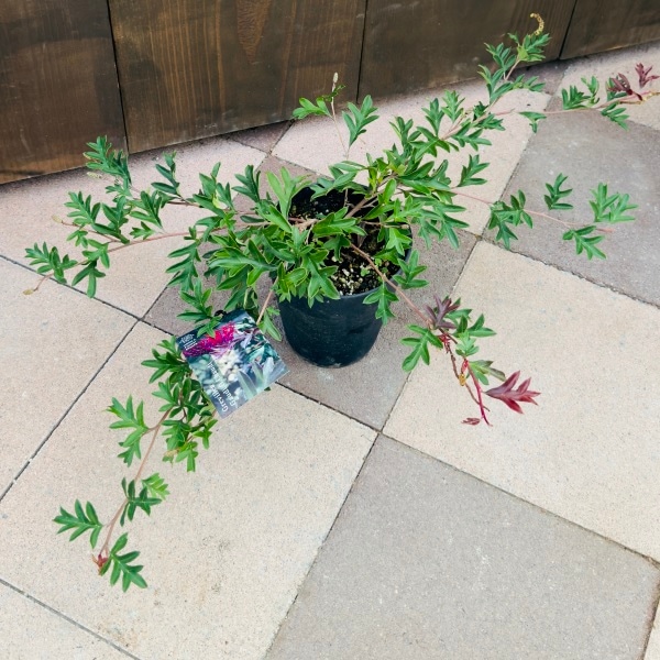 花苗 観葉植物：グレビレア ガウディチャウディ*5号 Grevillea