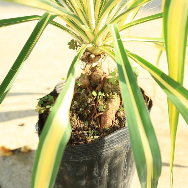 庭木・植木：ユッカ（カラーガード）*フィラメントーサ 糸蘭 | 観葉