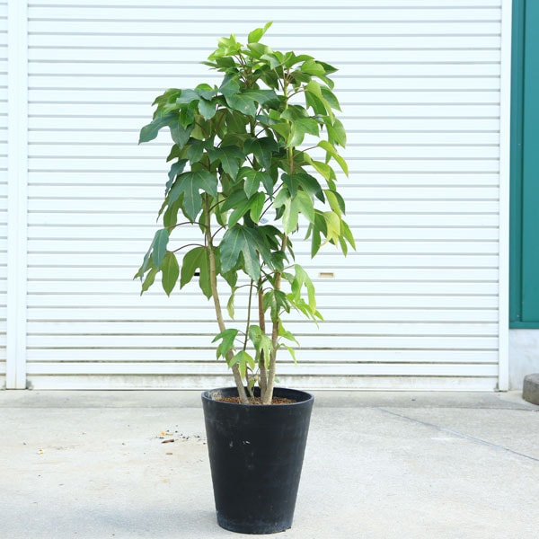 庭木・植木・鉢植え：カクレミノ（隠れ蓑）*佐川急便 かくれみの 硬質