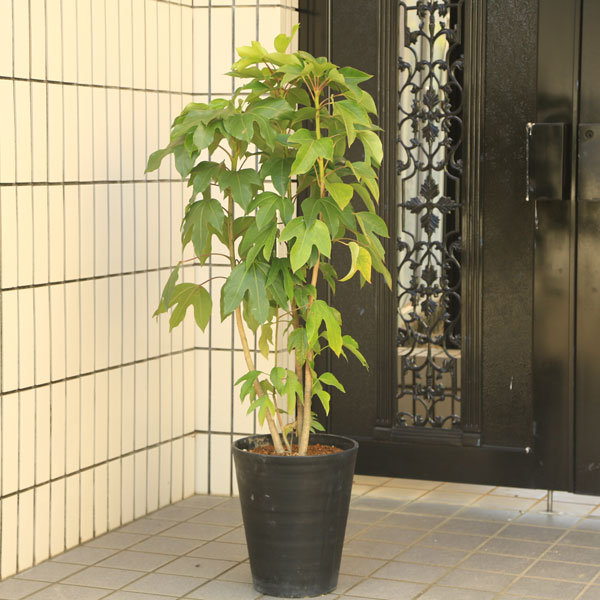 アジュマカクレミノ株立1.6M(鉢底から)品番Ｉ 庭木・植木・鉢植え：カクレミノ（隠れ蓑）*佐川急便 かくれみの 硬質