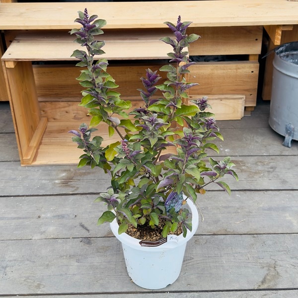 観葉植物 鉢花 苗：西洋ニンジンボク プルプレア*7号 | 観葉植物
