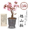 ߺϡ*㿮ھƹشݿȭͺ(2025ǯֽλ) ȭ  ָ   ץ쥼Ȥˤbonsai