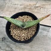 ¿����ʪ�����������ԥ���*M����10���