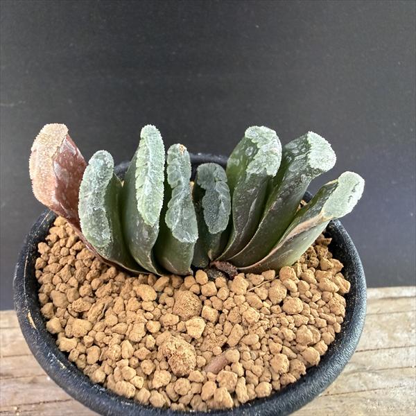 多肉植物：ハオルチア 玉扇*S 幅5cm | サボテン＆多肉植物,多肉植物