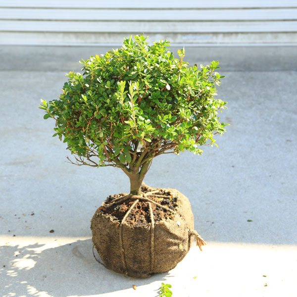 ���ڡ����ڡ���α�ƥĥĥ����޻�ȡ˶�¤��*�������ĤĤ����������٤ˡ������ĥĥ�