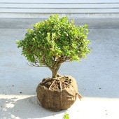 ���ڡ����ڡ���α�ƥĥĥ����޻�ȡ˶�¤��*�������ĤĤ����������٤ˡ������ĥĥ�