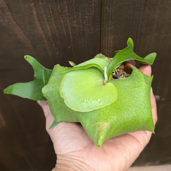 おしゃれ 観葉植物：ビカクシダ コウモリラン アルキコルネ 素焼き鉢 