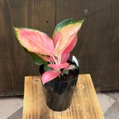 ������졡���տ�ʪ�������饪�ͥ� ���㥤�ʥ�å�*3.5�� Aglaonema