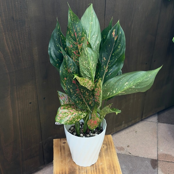 激レア　アグラオネマ　Aglaonema ゾリナ Zorina 激レア アグラオネマ Aglaonema ゾリナ Zorina 激レア アグラオネマ