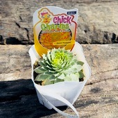���տ�ʪ �ġ�����ڥ�ӥ��� ������� �ʥ��å�*����ڥ�ӥ֥� Sempervivum
