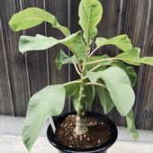 �����ǥå���������֡��ե��ȥ�å����ǥ�������������*����30cm