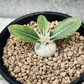 �����ǥå������ѥ��ݥǥ����� �쥦��������ĥ� ����*S��������1.5���