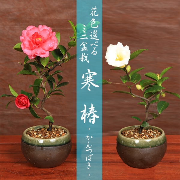 �ߥ��ߺ� �ֿ����٤� ������(�����б����;ƾ�ȭ)*��2026ǯ��ճ���ͽ��ۤ���ĤФ� �ĥХ� bonsai