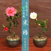 ߥߺ ֿ٤ (б;ƾȭ)*2025ǯֽλۤĤФ ĥХ bonsai
