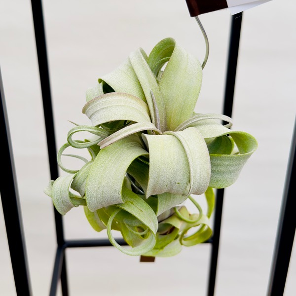 観葉植物：チランジア エアープランツ カーリースリム R*エア