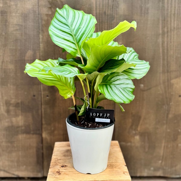 観葉植物：カラテア オービフォリア*5号 プラポット | 観葉植物