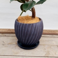 鉢色選べる 観葉植物：フィカス バーガンディ 鉢植え 受皿付*ココヤシ