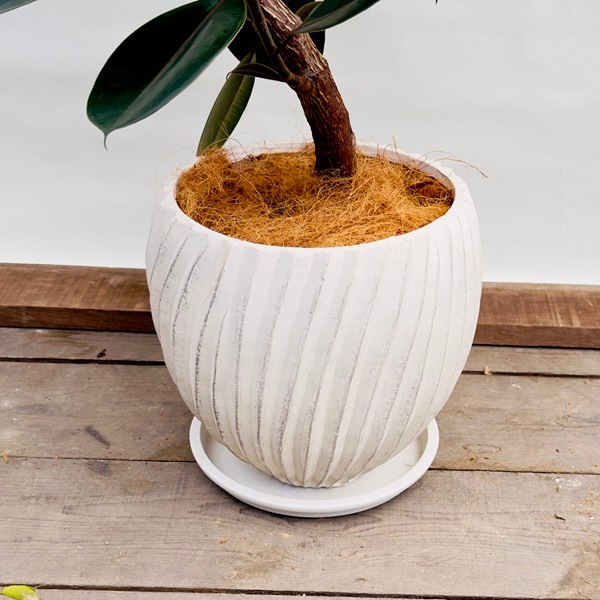 フィカス　バーガンディ　曲がり仕立て　グラファイトストーム陶器鉢　植え込み発送 ficus-burgundy-magari-2_1.jpg?