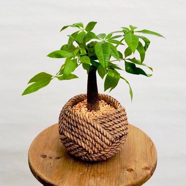 おしゃれ 観葉植物：パキラ 鉢植え*Pachira | 観葉植物,テーブルサイズ